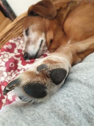 Pawfriend