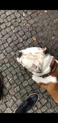 Leo auf Tour mit mir :)