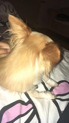 Milan, Chihuahua