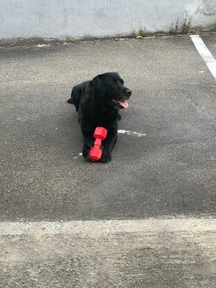 Quizzy, Labrador Dame 