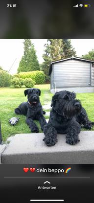 Easy und Beppo in meinem Garten 