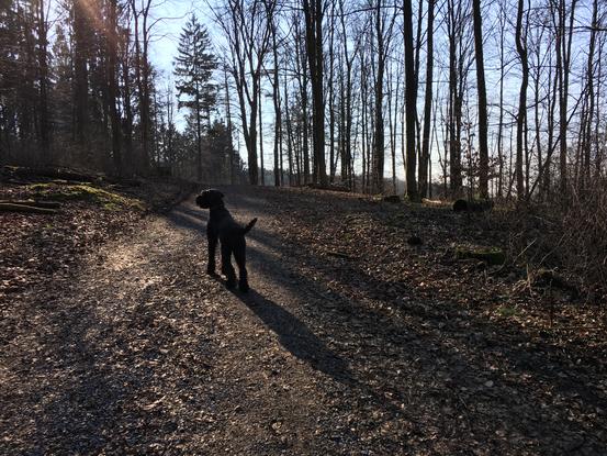 Ein anderes Bild aus dem Wald 