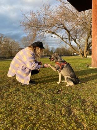 Der Hund meine besten Freundin