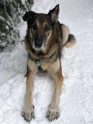 Cassia, Husky-Schäferhündin, 12 Jahre