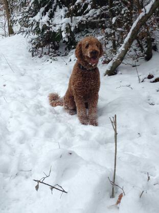 Ella, Pudel, 1 Jahr alt, betreuter Hund