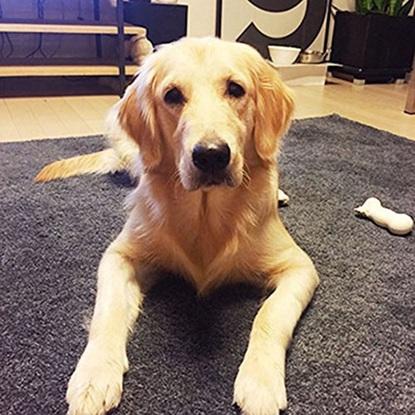 Luna :) Hund meines Freundes