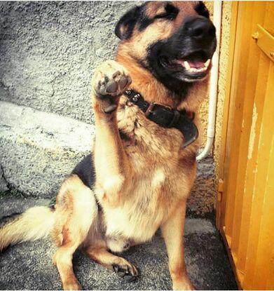 Rufo