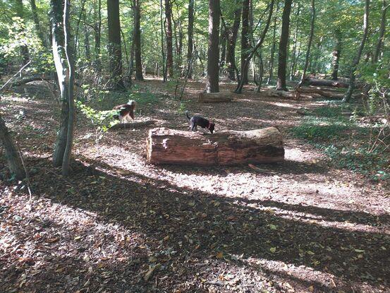 Spaziergang im Wald