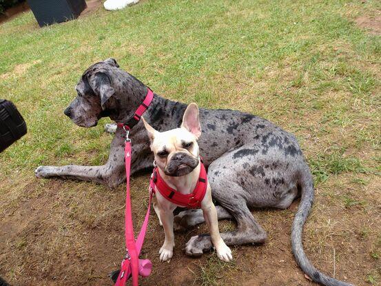 Pixel & Melek