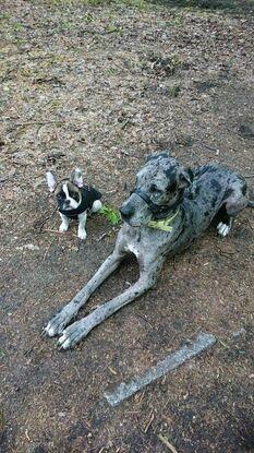 Joda & Pixel