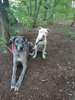 Pixel & Butch