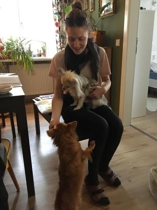 mit den Hunden einer Freundin
