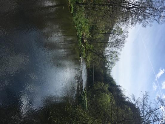 10 Minuten zu Fuß von mir ist Wald und die Ilz