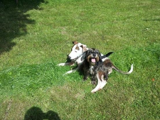 Betreute Hunde