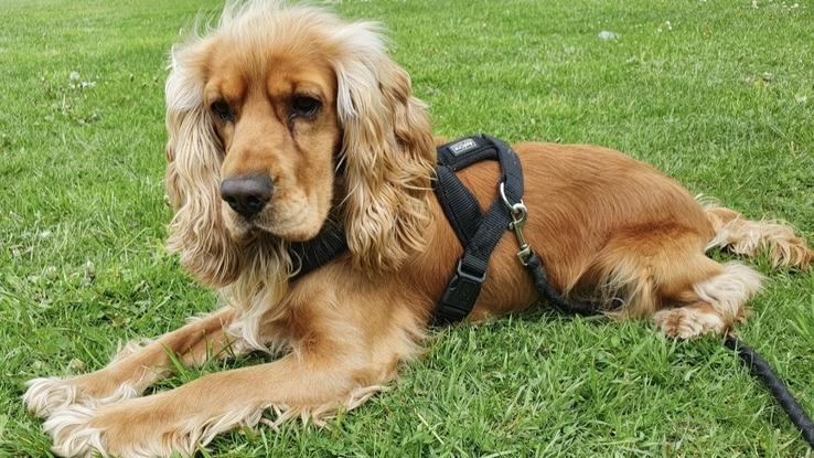 Buddy - 2,5 Jahre alt - Rüde