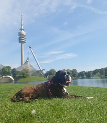 Asia - 4 Jahre alt - Hündin