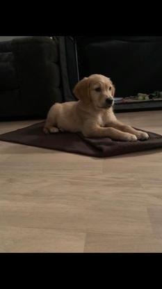 Sammy