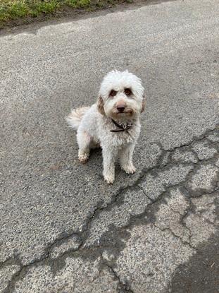 Frieda