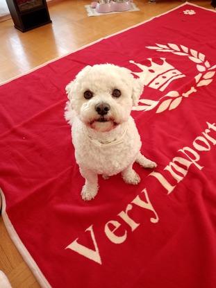 Conny: very important dog