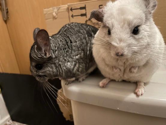 Meine Chinchillas weswegen 1 Zimmer Tabu ist