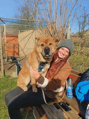 Bobby - Shar Pei - war 4 Wochen bei uns