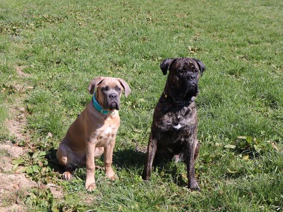 Quin und Chester 