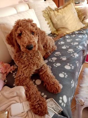 Tarcin genießt das Sofa