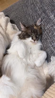 Meine Katze Zula