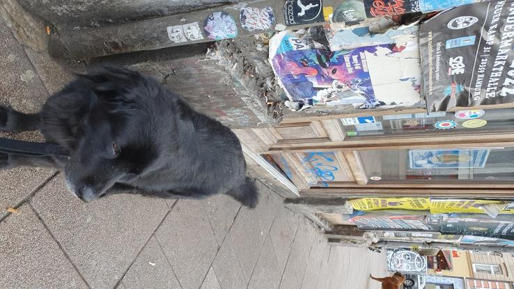 Max beim Spaziergang in Schanze 