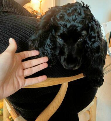 Die kleine Feli, ein Cocker Spaniel. Leider sehen wir uns nur selten, weil sie in Hannover wohnt. Aber wenn dann gehen wir auf eine große Runde und haben so richtig Spaß zusammen.