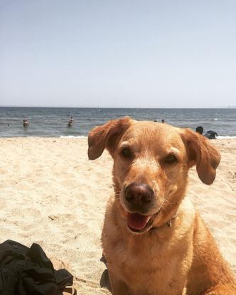 In Spanien hat es meinem Hund gut! Da gibts viele Löcher die man graben kann :P