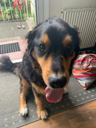 Familienhund Jimmy