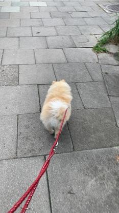 Hund von Freunden