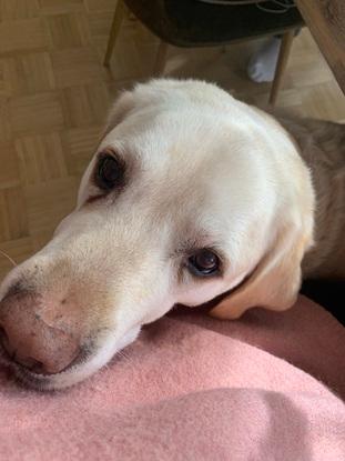 Hund meiner Tante