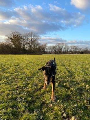 Mein Hund beim spazieren gehen