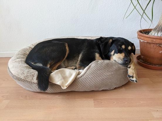 Kleines Körbchen > großes Körbchen