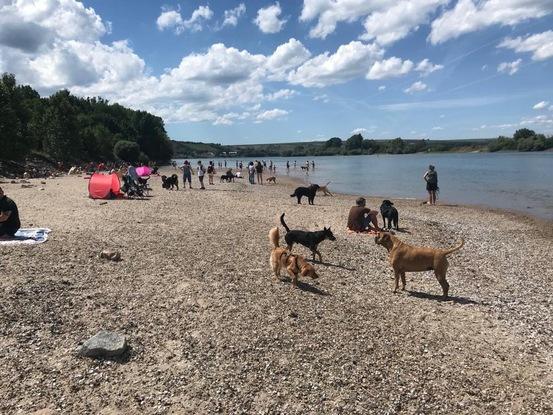 Am Oppenheimer Hundestrand