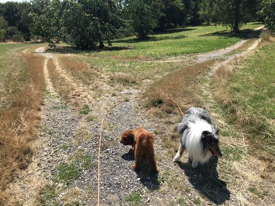Gassi/Tagesbetreuung