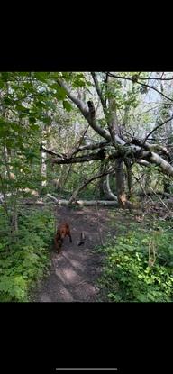 Mein Hund Janosch im Mariannenpark!