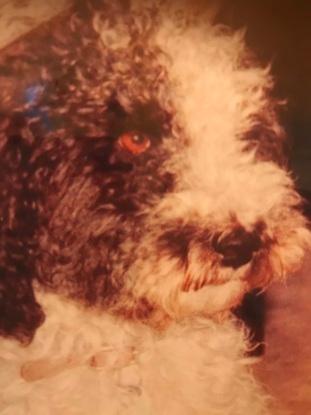 Eigener Hund als junge Erwachsene wurde 14 Jahre