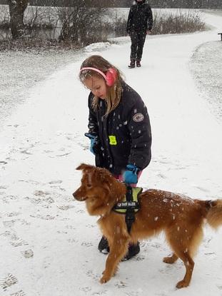 Hund in Tagespflege