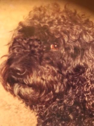 Eigener Hund als Teenager  wurde 18 Jahre alt