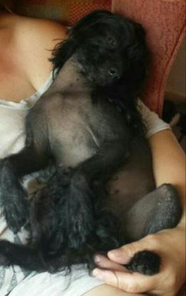 Mein Seelenhund Tilda