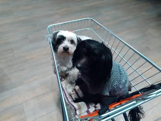 Tilda mit ihrem Freund Barney