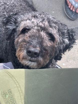 Das war der Negri der ruhigste und Chillicothe Hund der Welt
