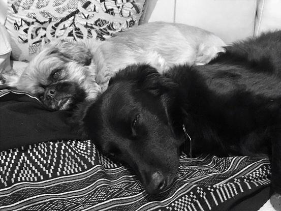 Mis perros e Ecuador