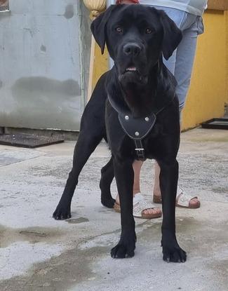 Rudi 