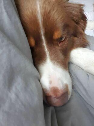 Oskar