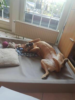 Hier wäre noch Platz im Körbchen