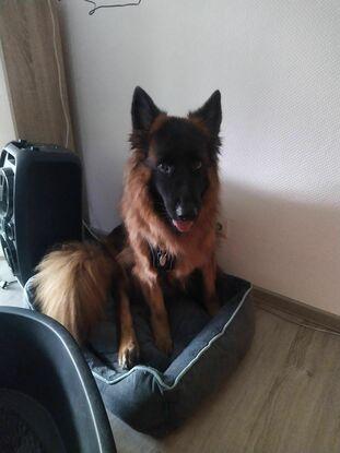 Bereits Betreuer Hund